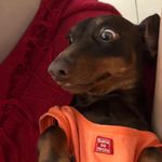 H. J. H. Zimmermann Calvin C. - @mr.calvincross - Instagram