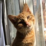 Calvin Cullen - @iamcalvinthecat - Instagram