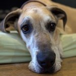 @calvin_the_dane - Instagram