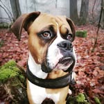 Calvin - @dogdays.thecalvinway - Instagram