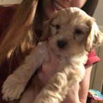 Calvin Harris Denton - @calvin_cockapoo - Instagram