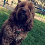 Calvin Duff Cottone - @calvinduff - Instagram