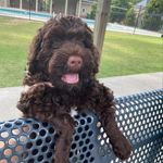 Calvin Dugger - @calvin_thelabradoodle - Instagram