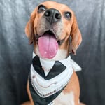 𝗖𝗔𝗟𝗩𝗜𝗡 - @kingcalvin.beagle - Instagram