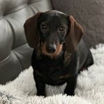 🤎Calvin en Eddy🤎 - @amazing_dachshund_calvin_eddy - Instagram