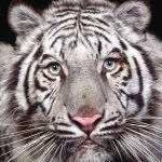 Calvin Eng Calvin Eng - @calvinengcalvineng - Instagram