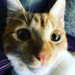 Calvin Escobar - @calvin_roux - Instagram