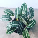 Calvin Flowers - @calvinflower - Instagram