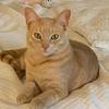 Calvin the Ginger Cat - @calvinthegingercat - TikTok