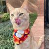 CalvinTheGingerCat - @calvin_the_ginger_cat - TikTok