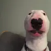 Calvinhamstra - @calvinhamstra - TikTok