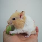 @calvin_hammie - Instagram