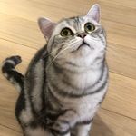 Calvin Han - @cavidas - Instagram
