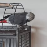 calvin - @calvin_hansen_le_bg - Instagram