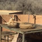 Calvin Hartzenberg - @calvin_hartzen - Instagram