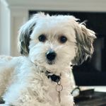 Calvin 🐾 - @calvin.helmer - Instagram