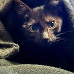 Calvin Helmstein - @calvinhelmstein - Instagram