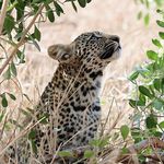 Calvin Howard - @how_wild_photography - Instagram