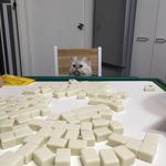 Calvin Ip - @catcatforum - Instagram