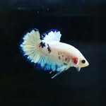 Calvin Jansen - @fancy_betta_indonesia - Instagram