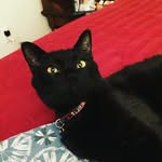 Calvin Kit - @calvin.kit - Instagram