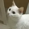 😻 - @calvin_kit - TikTok