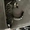 nflgod688 - @calvinkittycat - TikTok