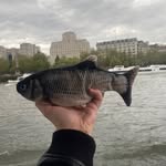Calvin Kline - @calvin.k_the_fish - Instagram