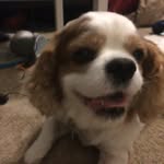 Calvin Kline Hernandez - @_puppy_power - Instagram