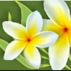 Chandan_Pandey - @calvin_knowless - TikTok