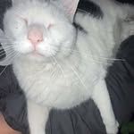 Calvin Koski - @donttouchmywenis - Instagram