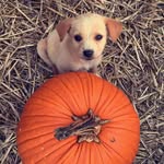 Calvin - @calvinthelabbe - Instagram