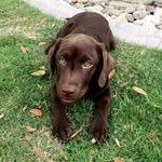 Calvin Klein Lambert - @calvinkleinlambert - Instagram