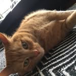 Calvin Long - @calvinthebigkitty - Instagram