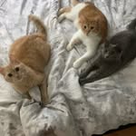 Calvin Marvin Millie 🐾🐱 - @cal.mil.mar - Instagram