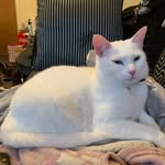 Marvin - @marvin.aka.calvin - Instagram