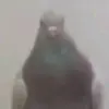 Calvin Palmer - @mr.skibidisaucer - TikTok