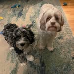 Cooper, Penny & Calvin - @pennypoo_calvintoo - Instagram