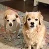 user6938453296109 - @calvin.and.penny - TikTok