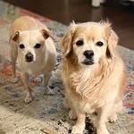 Yamamoto Dogs - @calvin.and.penny - Instagram