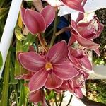 Calvin pham - @cuongpham27 - Instagram