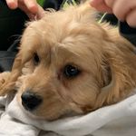 CALVIN🐶 - @calvin_b_phipps - Instagram