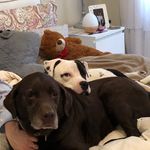 Calvin and Rufus - @calvinandrufus - Instagram