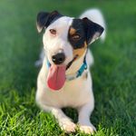 Calvin the Jack Russell - @calvinjackrussell - Instagram