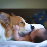 Daily Calvin & Sheldon - @corgiandbaby - Instagram