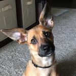 Calvin Scully - @calvinthedachshundshepard - Instagram