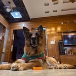Calvin - @calvin.the_german_shepherd - Instagram