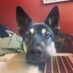 Calvin - @calvin_the_shepherd - Instagram