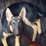 Calvin - @calvinthegermanshepherd - Instagram