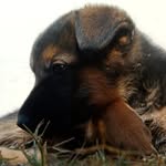 Calvin🐶 - @calvintheshepherd09 - Instagram